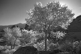 Trees_in_the_wind