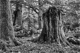 1_from_wood