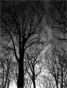11_from_wood