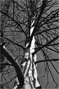 12_from_wood