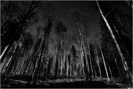 2_from_wood