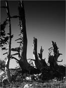6_from_wood