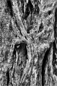 8_from_wood