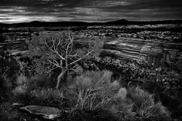 The_tree