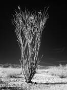 Joshua_tree_no_1