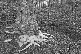 Beech_roots