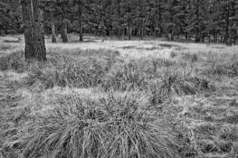 Meadow_grass
