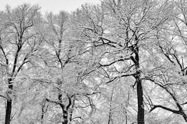 Snowy_limbs