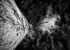 West_coast_tree