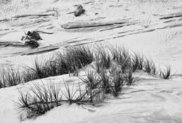 Dune_grass
