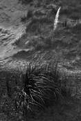 Pampas_grass