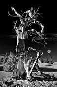 Bristle_cone_pine_a