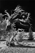 Bristle_cone_pine_c