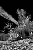 Bristle_cone_pine_d
