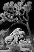 Skull_rock