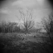 Burned_tree