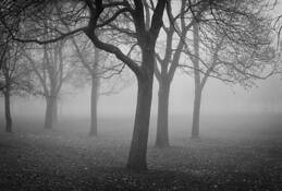 Tree_in_fog