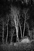Winter_aspen_on_mt_rose