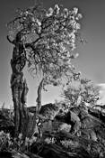 Ohia_i