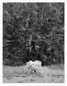 Blooming_tree