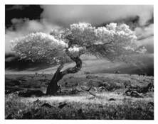 Mauna_kea_tree_study__1