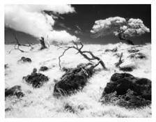Mauna_kea_tree_study__2