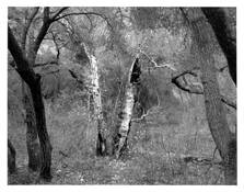 Orpheus_and_eurydice