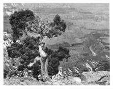 Rim_tree