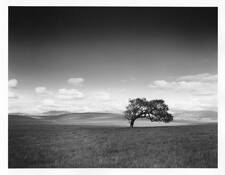 Solitary_oak