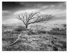 Tree_ossuary