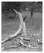 Oak_bones