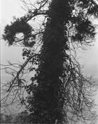 Stow_lake_g