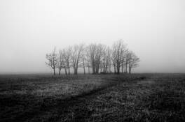 Snp_10
