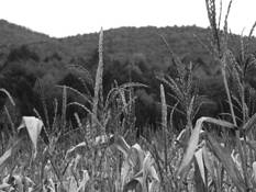 Maze
