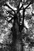 The_forest_ii