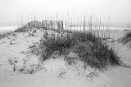 Sea_oats