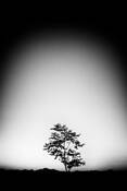 Lone_tree
