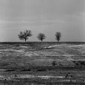 Three_trees