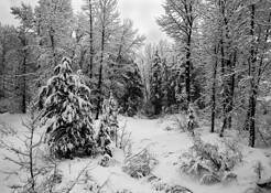 Snow_trees