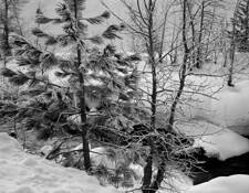 Three_trees_in_snow