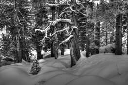 Tree_limbs