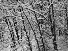 Trees_and_snow