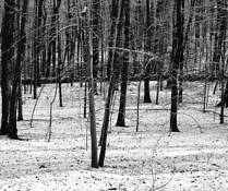 Little_river_preserve_11