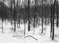 Little_river_preserve_5