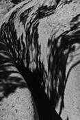 Not_a_tree