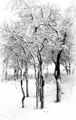 Texas_winter
