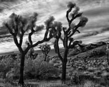 Untitled_1