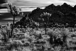 Untitled_10