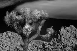 Untitled_4