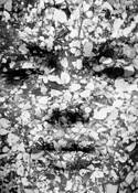 Petals